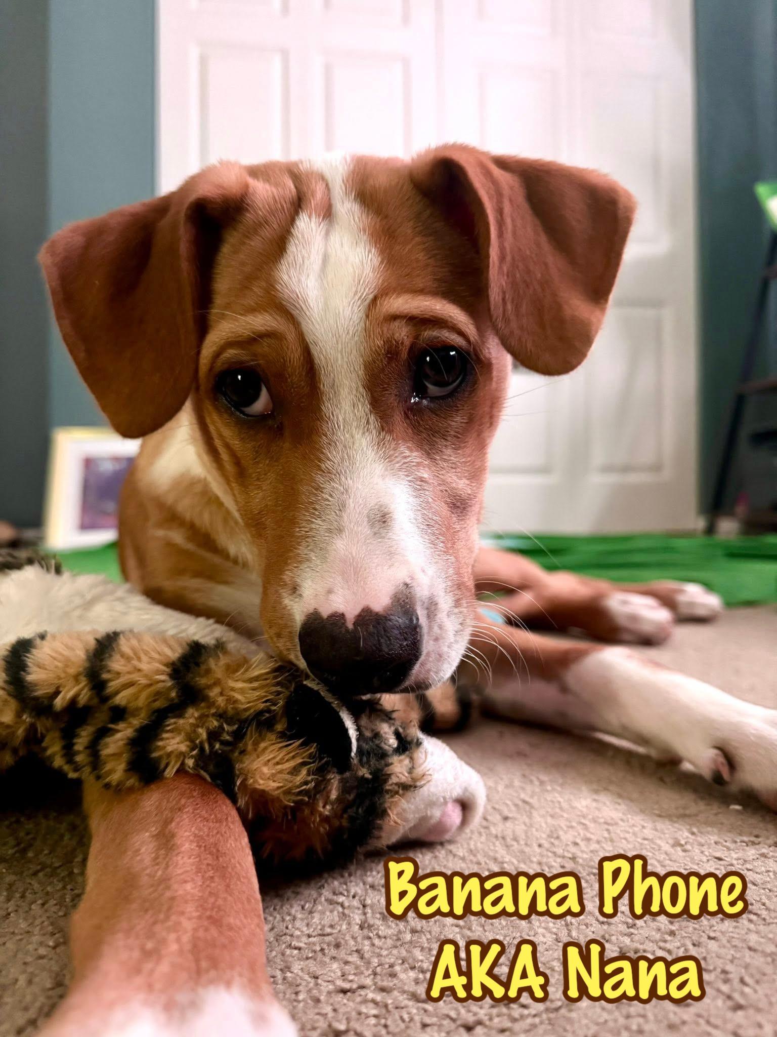 Enlarge Banana Phone AKA Nana, an adoptable mixed breed in Elburn, IL image 5/6