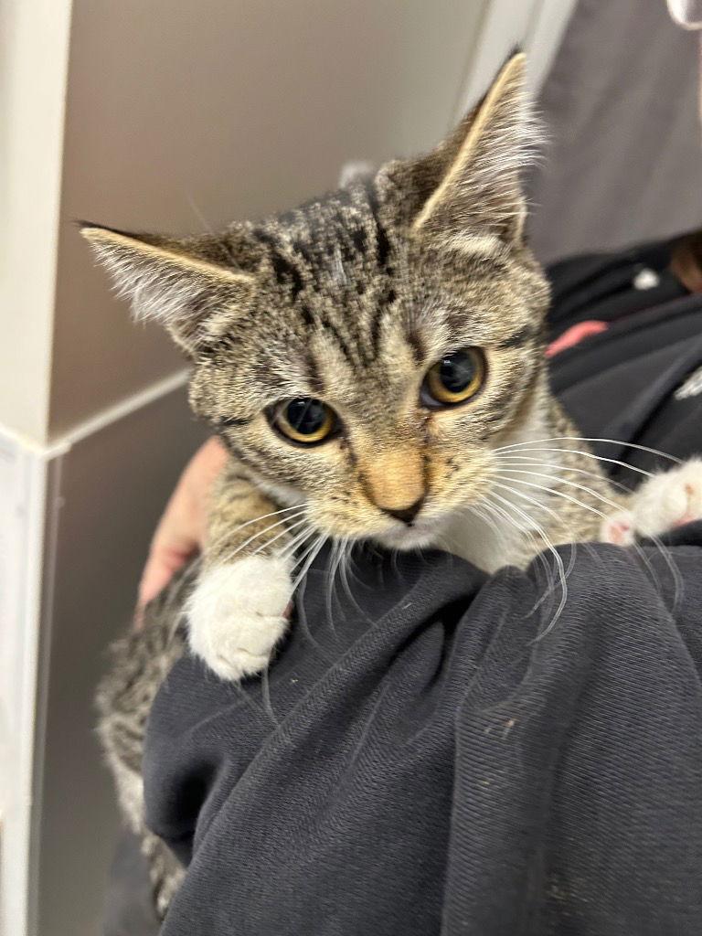 Kitten - Jazzy, Adoptable, Kitten Female Domestic Short Hair.