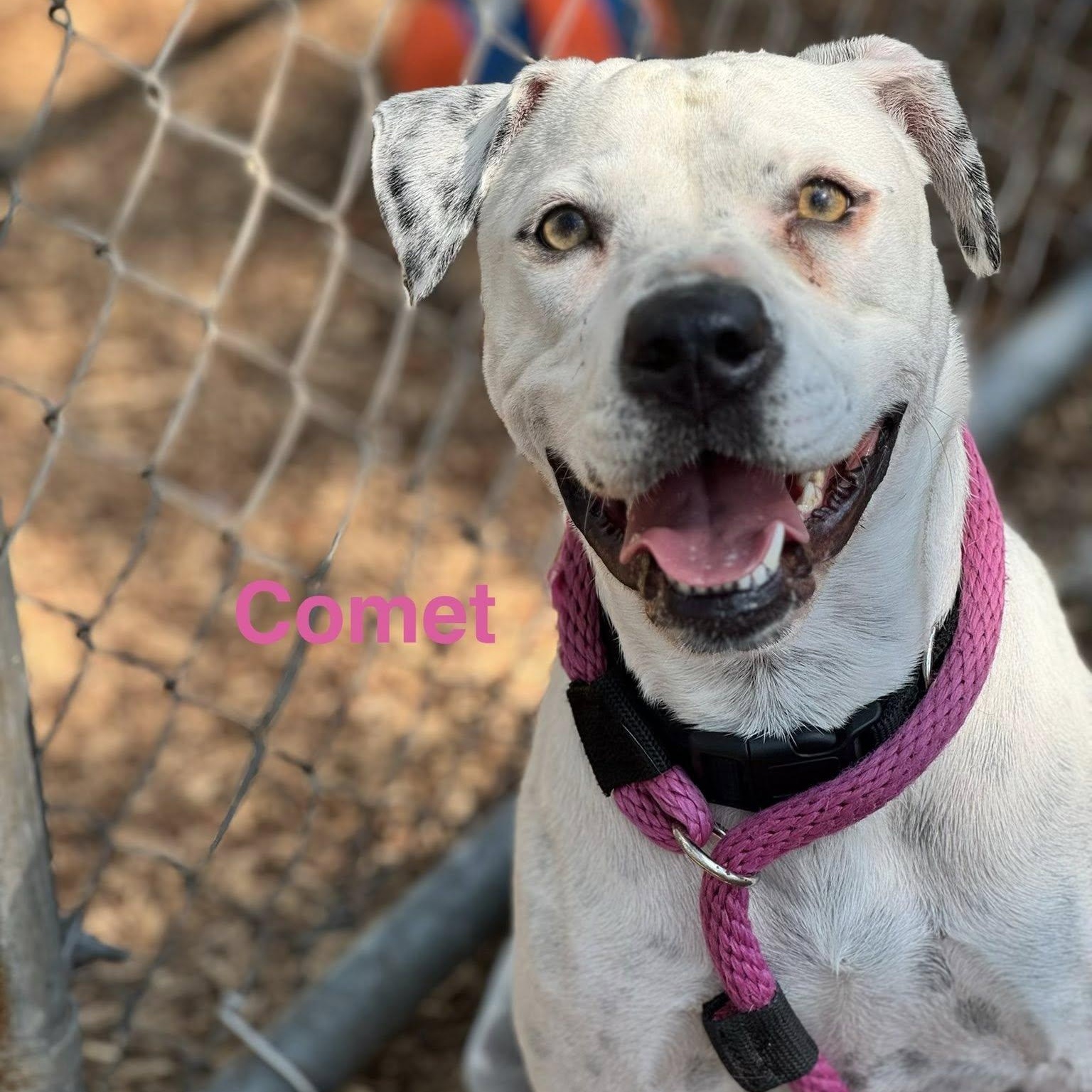 Comet, ADOPTABLE, Adult Female Terrier.