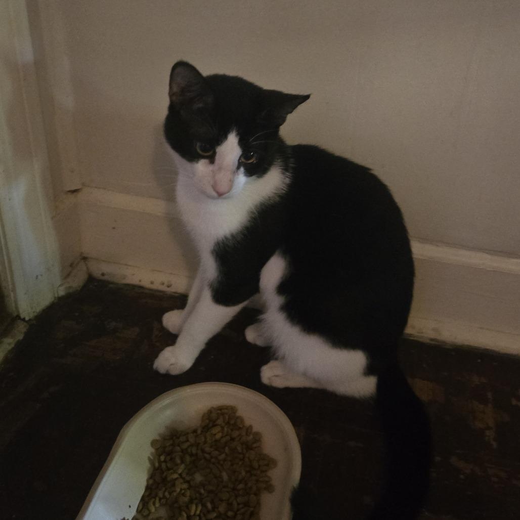 Panda, Adoptable, Young Male Domestic Short Hair.