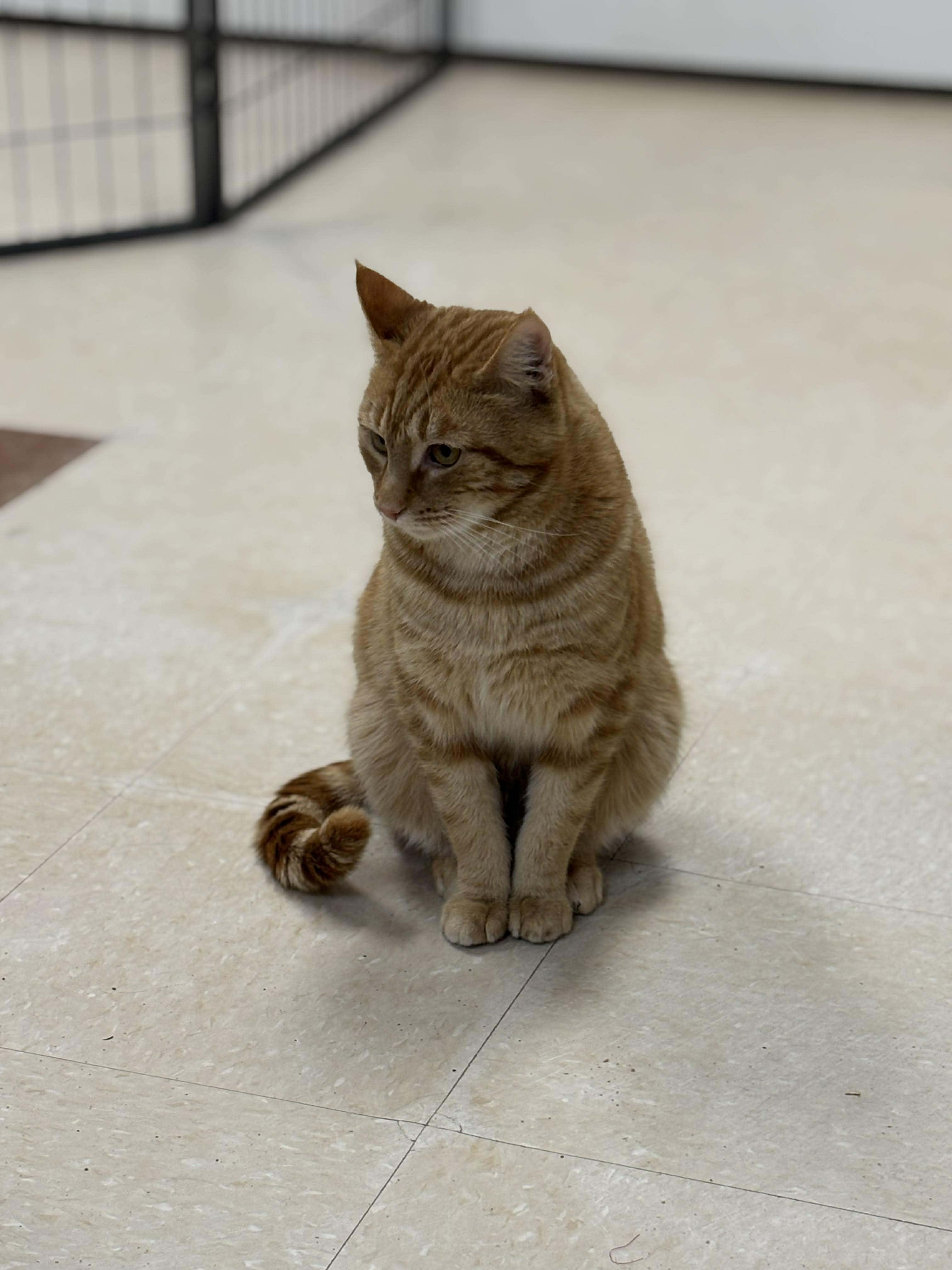 Herbert, an adopted Domestic Short Hair in Paris, ME image 2/2