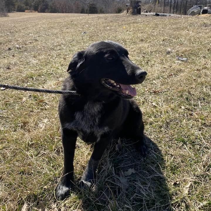 Enlarge Wesson, a Adoptable mixed breed in Wentzville, MO image 2/5