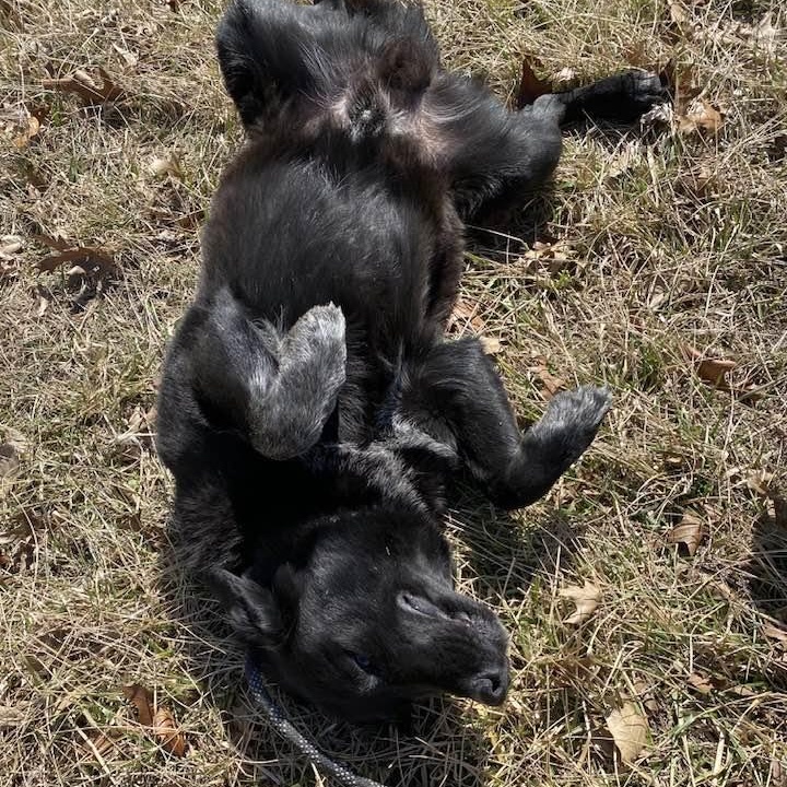 Enlarge Wesson, a Adoptable mixed breed in Wentzville, MO image 3/5