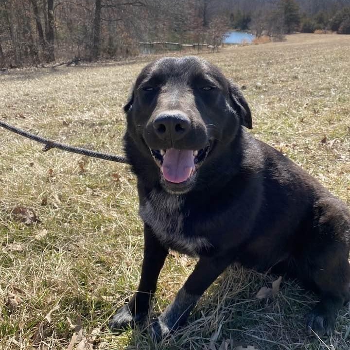 Enlarge Wesson, a Adoptable mixed breed in Wentzville, MO image 4/5