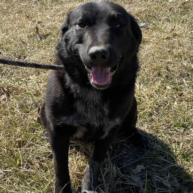 Enlarge Wesson, a Adoptable mixed breed in Wentzville, MO image 1/5