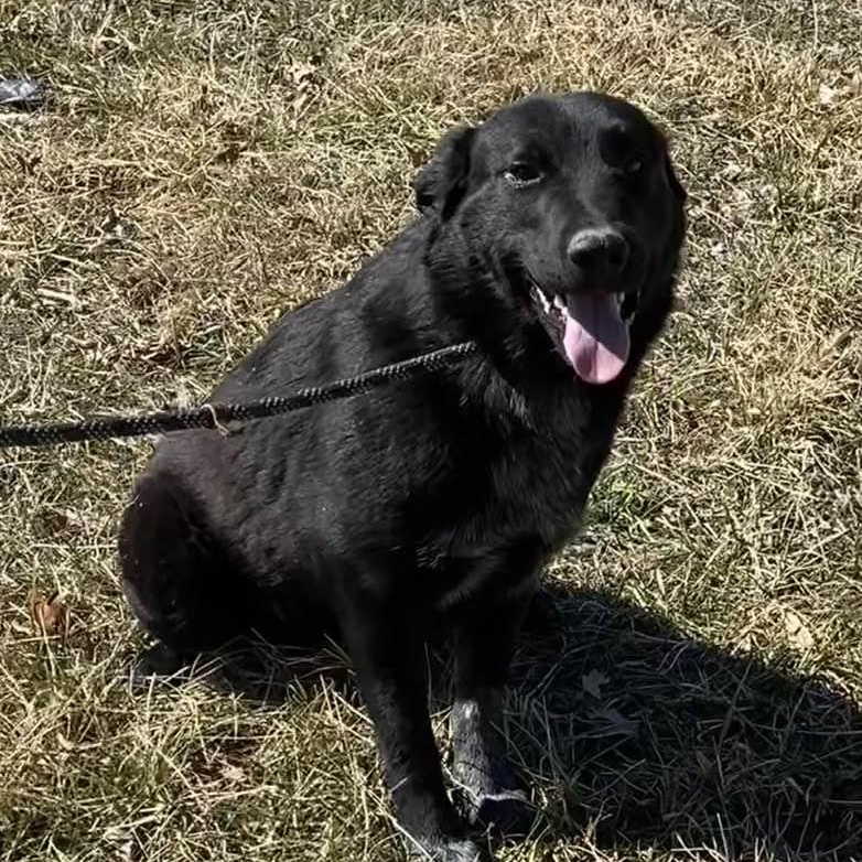 Enlarge Wesson, a Adoptable mixed breed in Wentzville, MO image 5/5