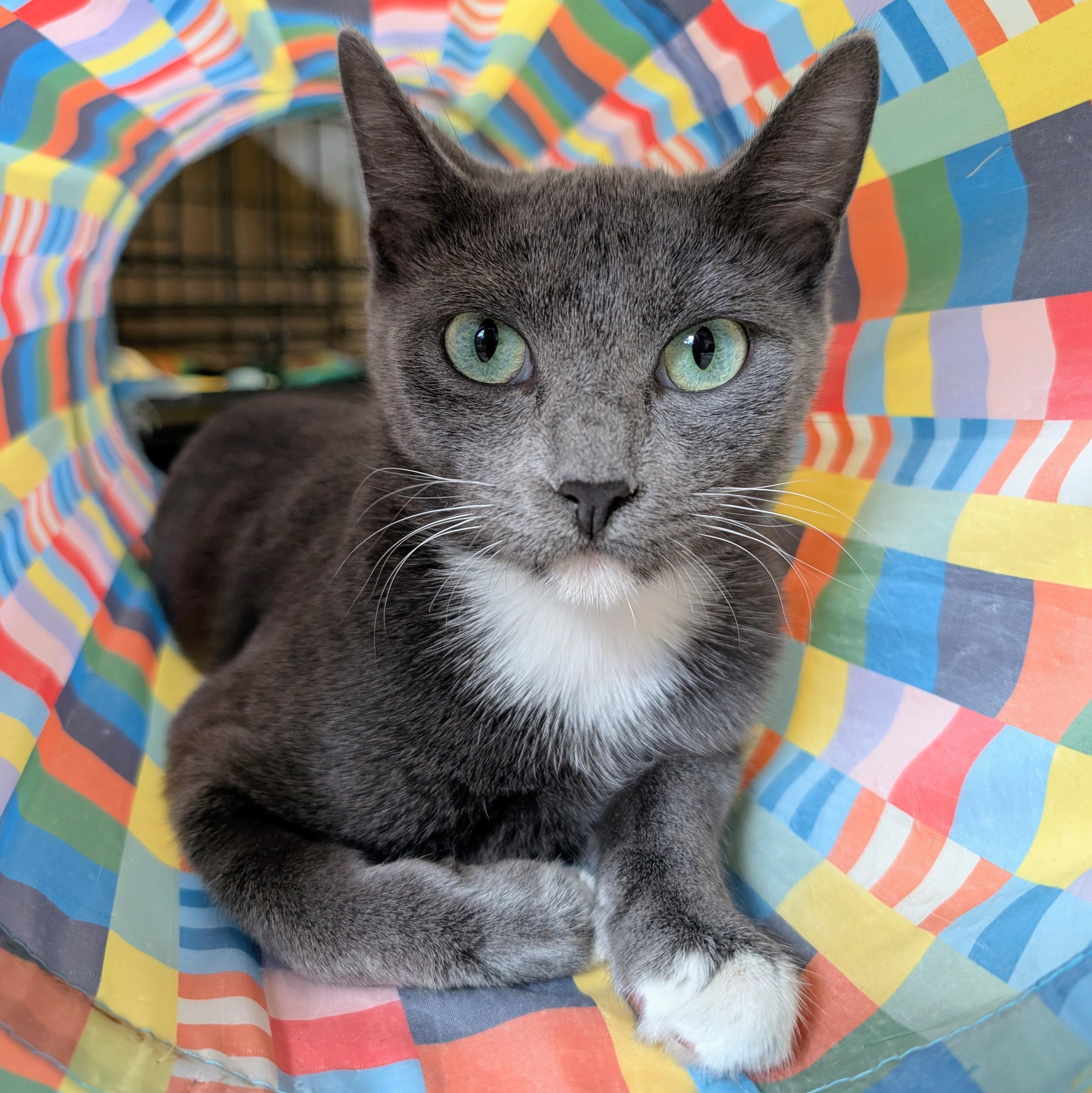 Enlarge Ru @ Fat Cat Books, a Adoptable Domestic Short Hair in Tallahassee, FL image 1/6