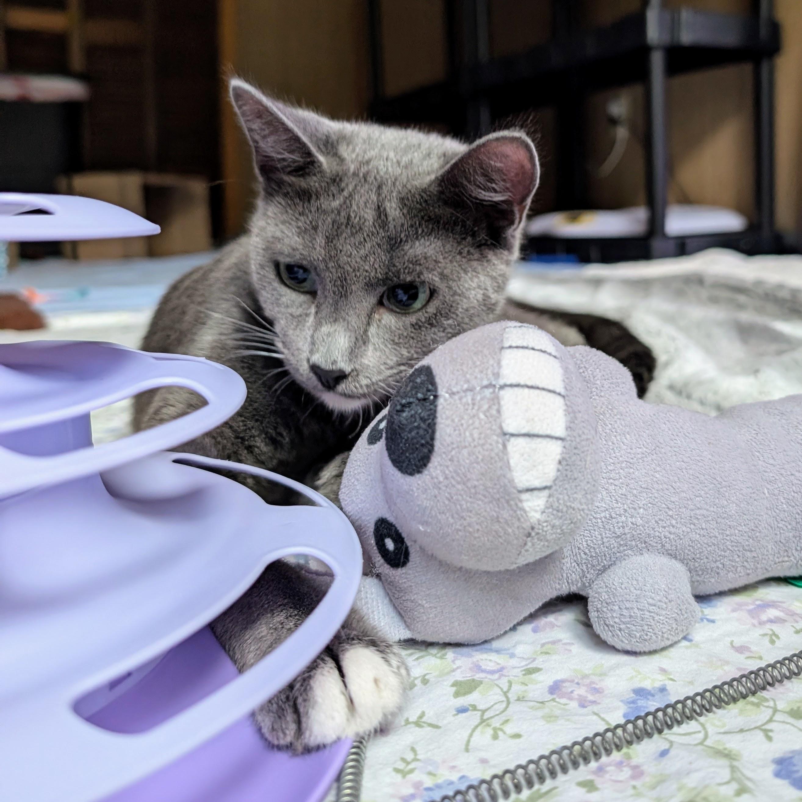 Ru @ Fat Cat Books, Adoptable, Young Female Domestic Short Hair.