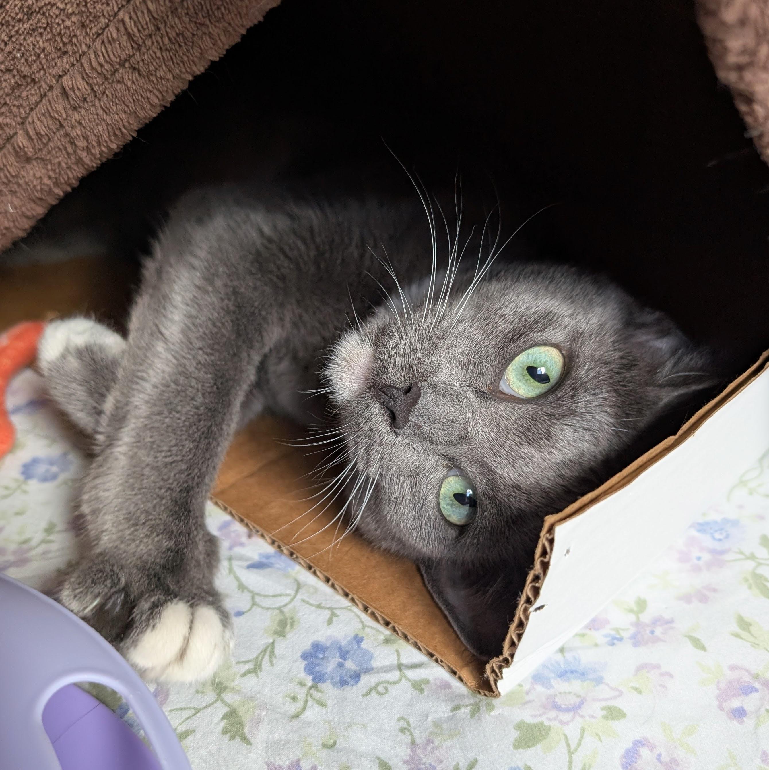 Enlarge Ru @ Fat Cat Books, a Adoptable Domestic Short Hair in Tallahassee, FL image 4/6