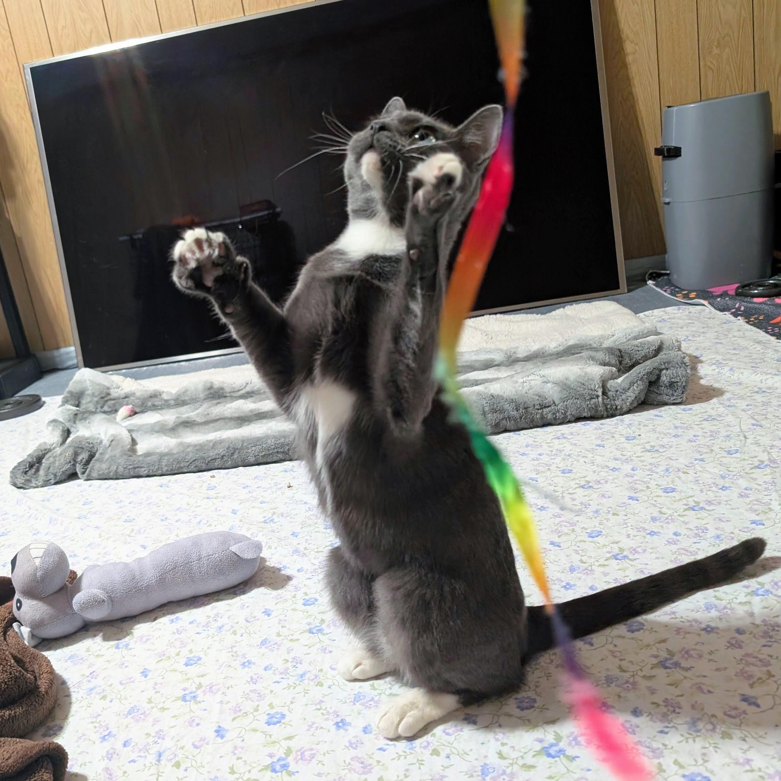 Enlarge Ru @ Fat Cat Books, a Adoptable Domestic Short Hair in Tallahassee, FL image 5/6