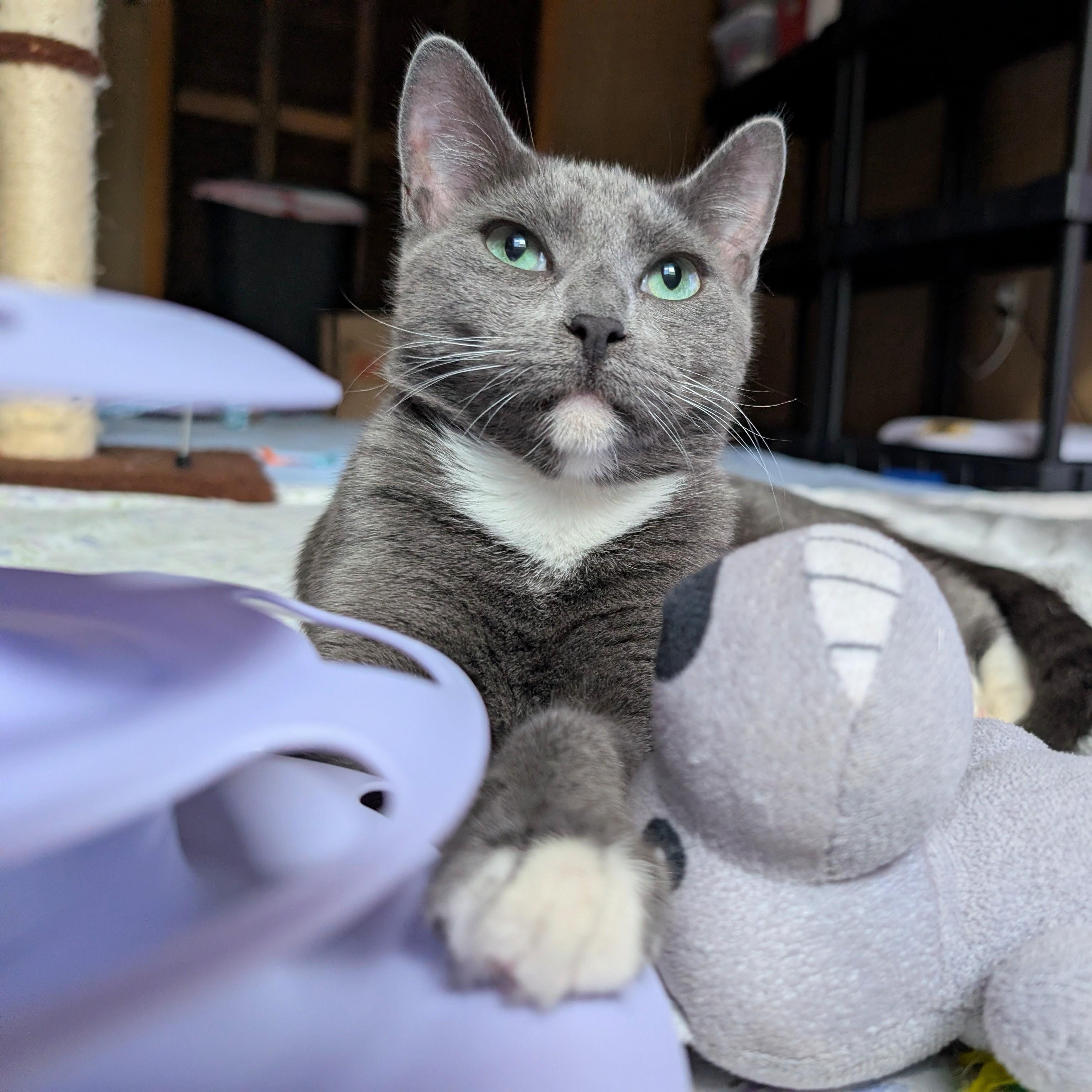 Enlarge Ru @ Fat Cat Books, a Adoptable Domestic Short Hair in Tallahassee, FL image 2/6