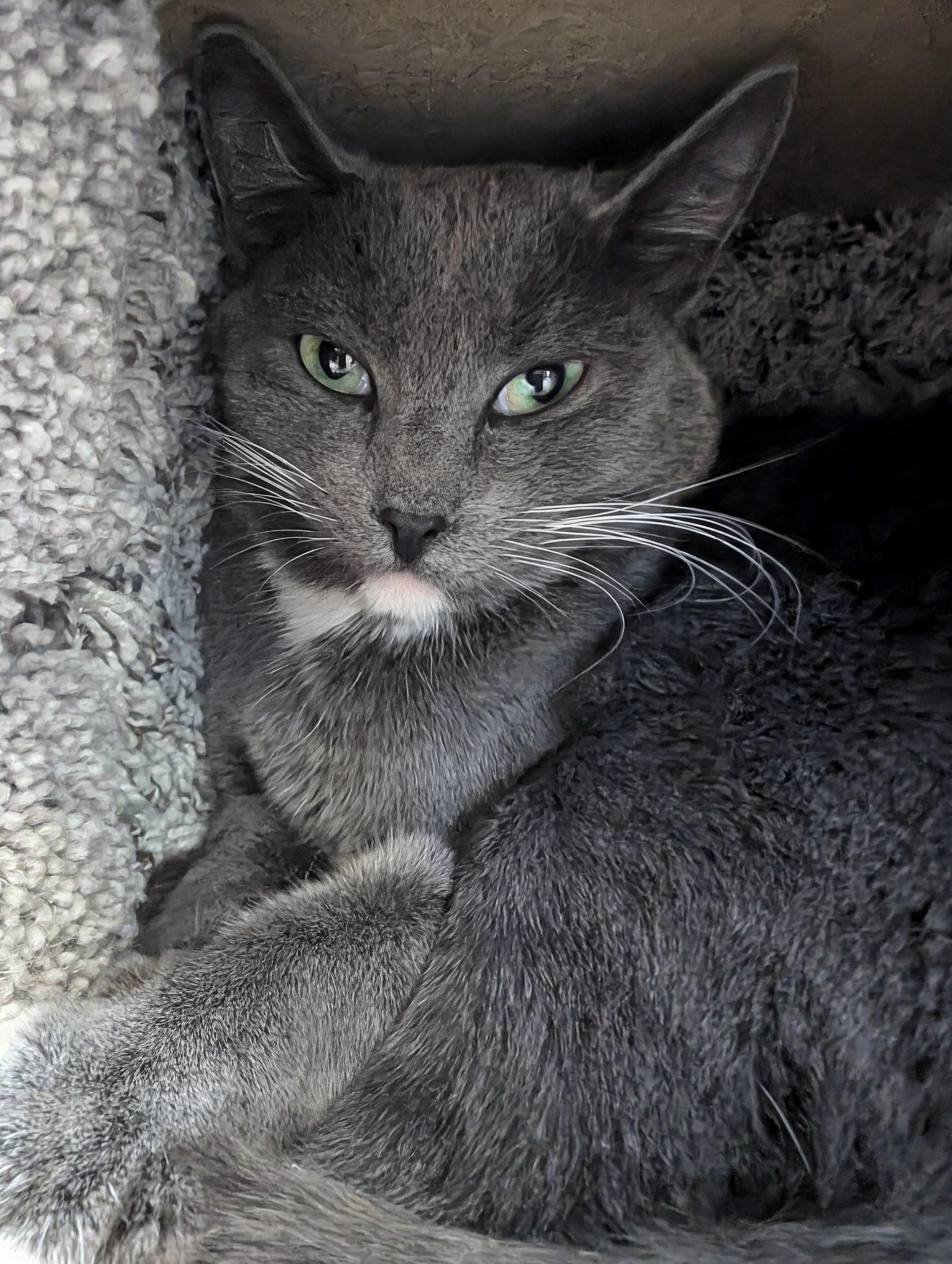 Enlarge Ru @ Fat Cat Books, a Adoptable Domestic Short Hair in Tallahassee, FL image 3/6