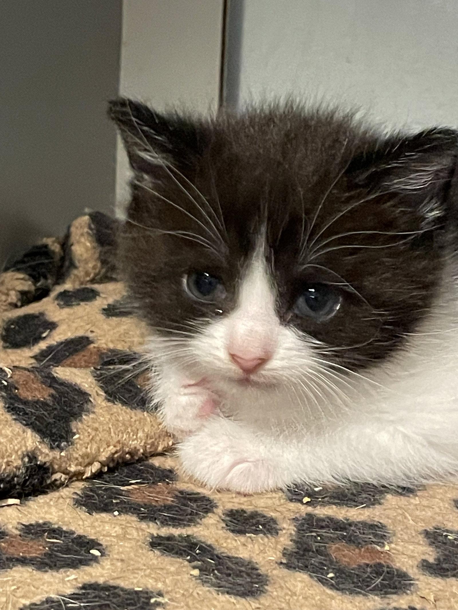 Enlarge Bruce, a Adoptable Domestic Short Hair in Flint Hill, VA image 1/2