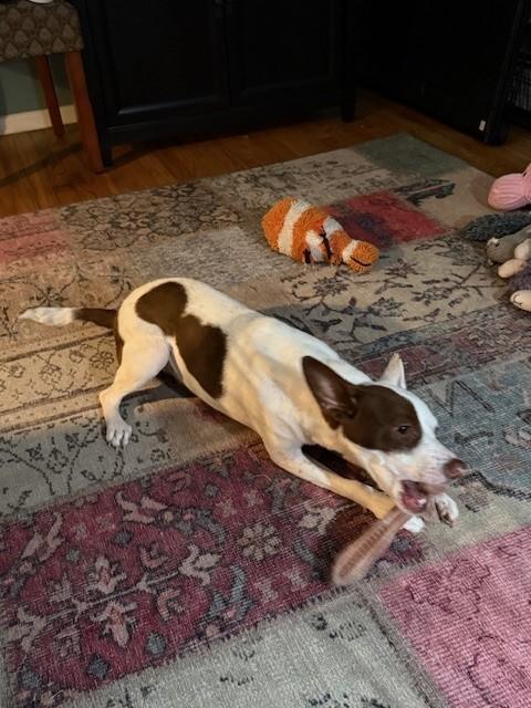 Enlarge Triana, a ADOPTABLE mixed breed in Huntington, NY image 2/4