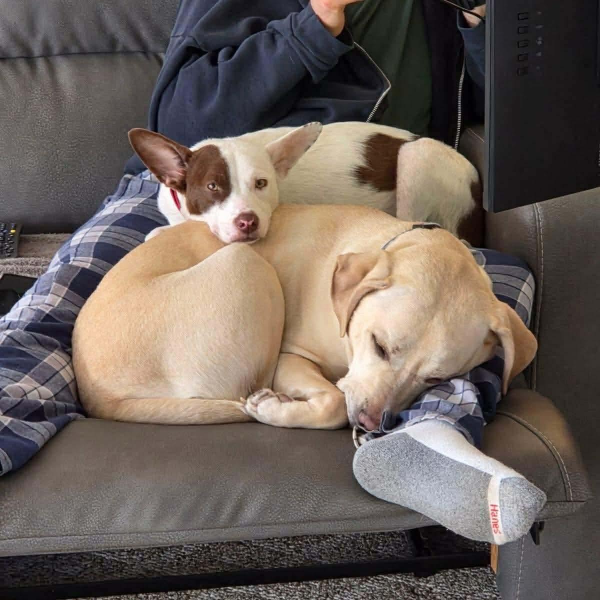 Enlarge Triana, a ADOPTABLE mixed breed in Huntington, NY image 2/3