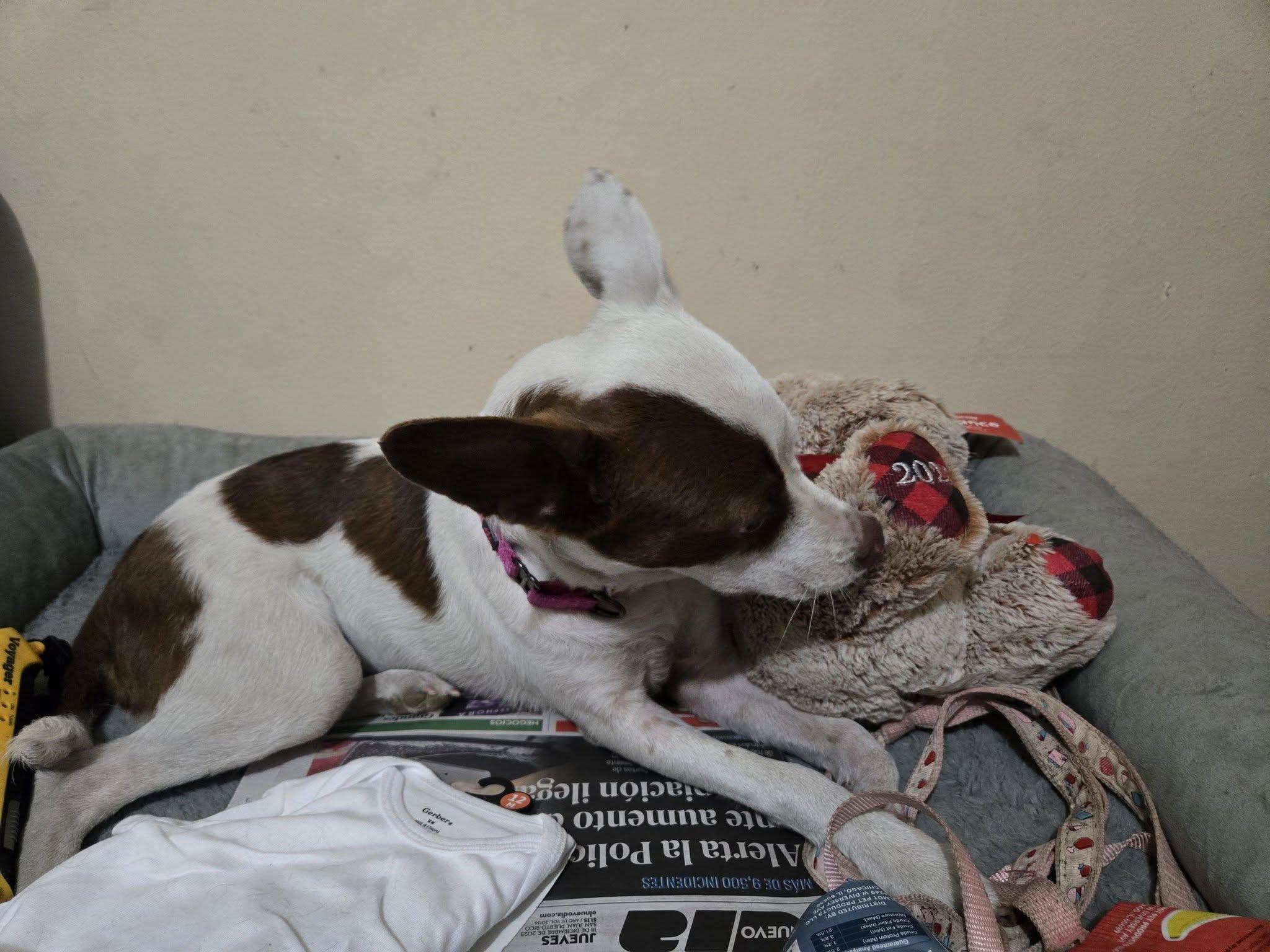 Enlarge Triana, a ADOPTABLE mixed breed in Huntington, NY image 2/2