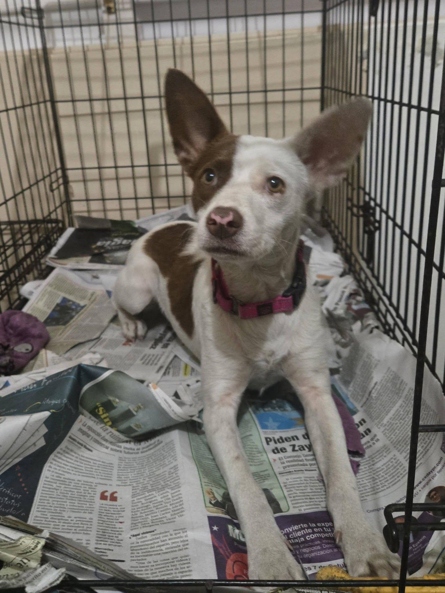 Triana, ADOPTABLE, Young Female Labrador Retriever.