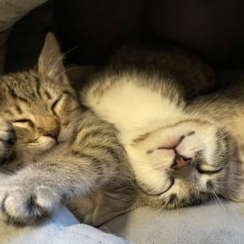 Enlarge Geordi - Sweet and Fun, a Adoptable Tabby in Hoquiam, WA image 3/4