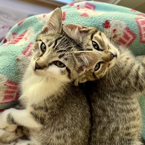 Enlarge Geordi - Sweet and Fun, a Adoptable Tabby in Hoquiam, WA image 4/4