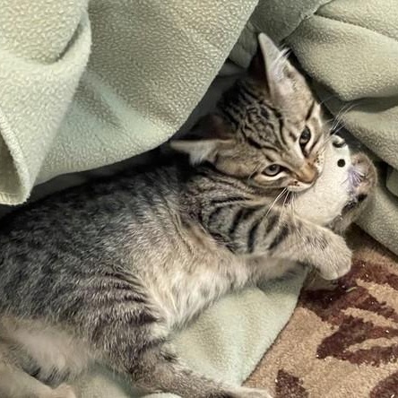 Enlarge Geordi - Sweet and Fun, a Adoptable Tabby in Hoquiam, WA image 1/4