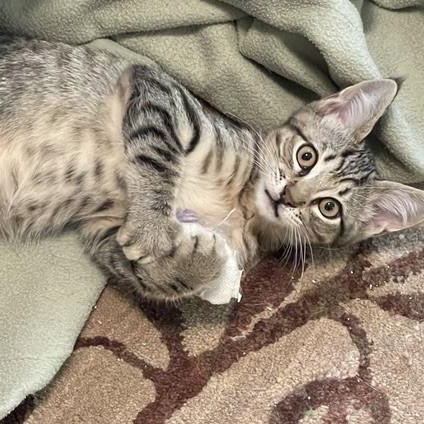 Enlarge Geordi - Sweet and Fun, a Adoptable Tabby in Hoquiam, WA image 2/4