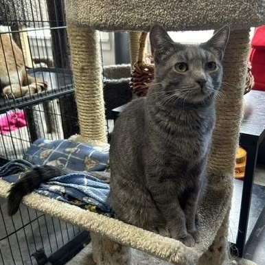 Sid, a Adoptable Domestic Short Hair in Devils Lake, ND image 2/4