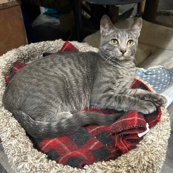 Sid, Adoptable, Young Male Domestic Short Hair.