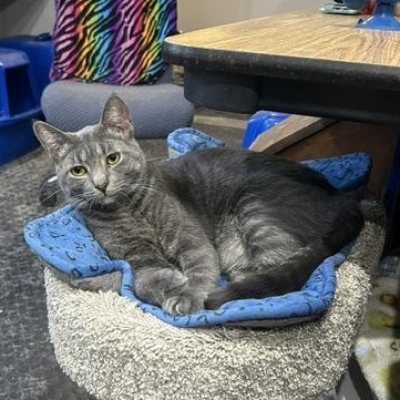 Sid, Adoptable, Young Male Domestic Short Hair.