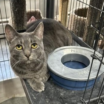 Sid, a Adoptable Domestic Short Hair in Devils Lake, ND image 3/4
