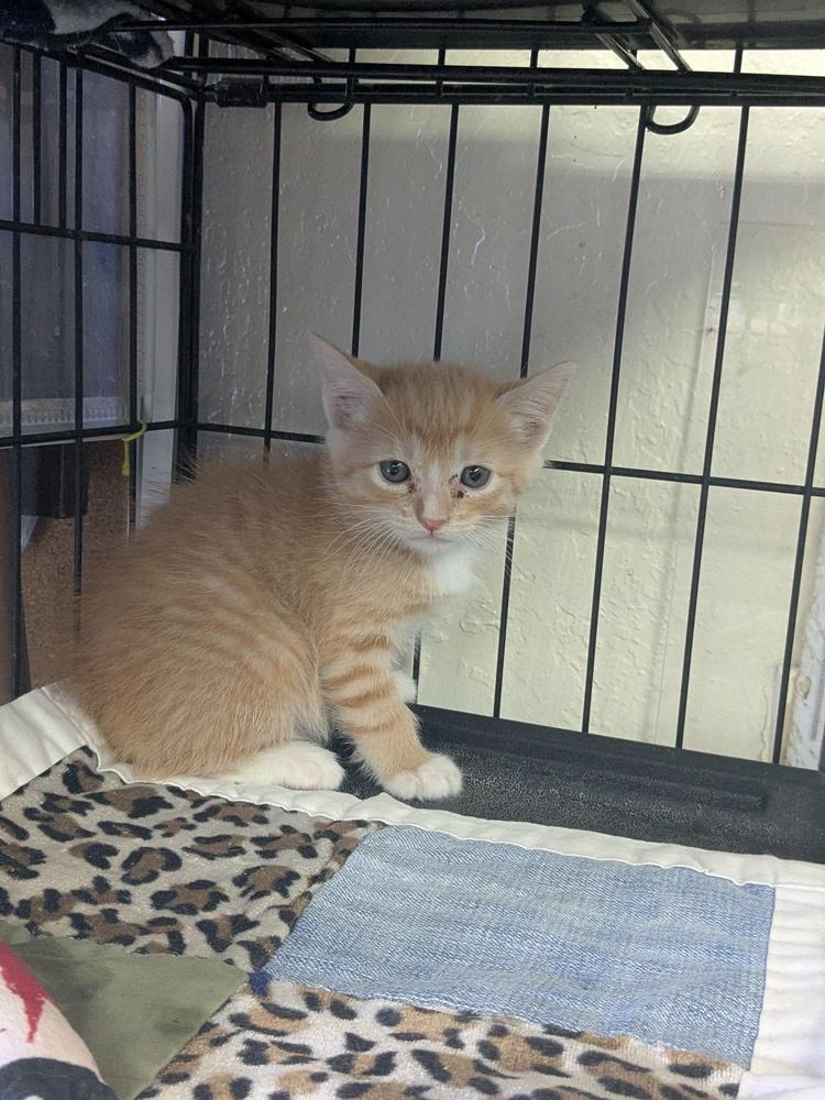 Enlarge Helena, a Adopted Domestic Short Hair in Yuma, AZ image 1/1