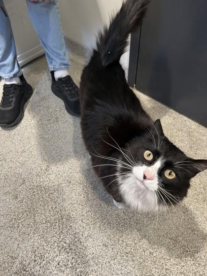 Ernest, an adopted Domestic Long Hair in Hamilton, MT image 5/6