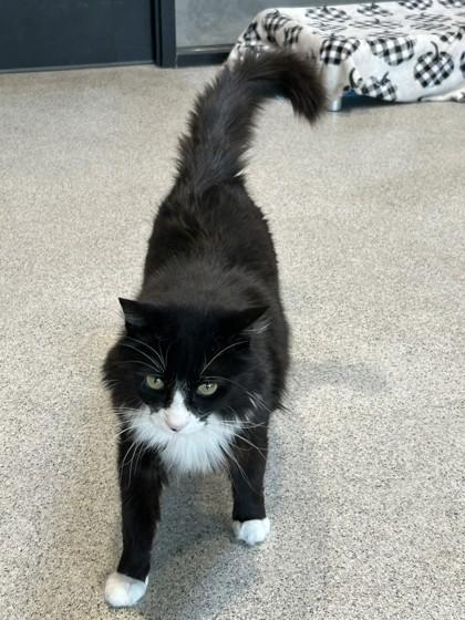 Ernest, an adopted Domestic Long Hair in Hamilton, MT image 4/6