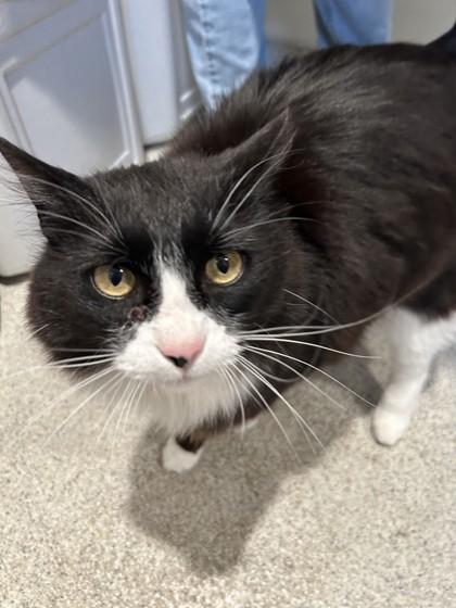 Ernest, an adopted Domestic Long Hair in Hamilton, MT image 6/6