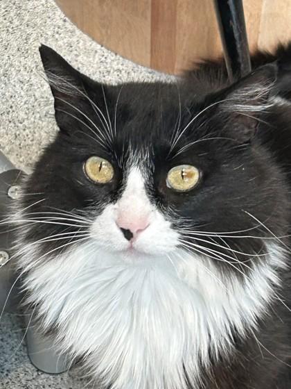 Ernest, an adopted Domestic Long Hair in Hamilton, MT image 2/6