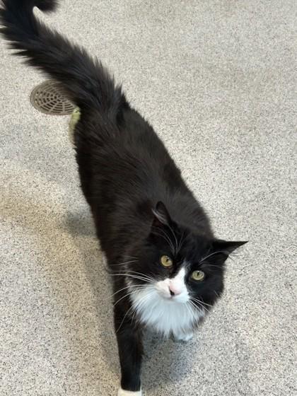 Ernest, an adopted Domestic Long Hair in Hamilton, MT image 3/6