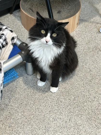 Ernest, adopted, Adult Male Domestic Long Hair.