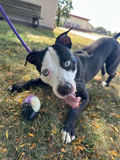 Stiffarm, a Adoptable Mixed Breed in DeKalb, IL image 3/4