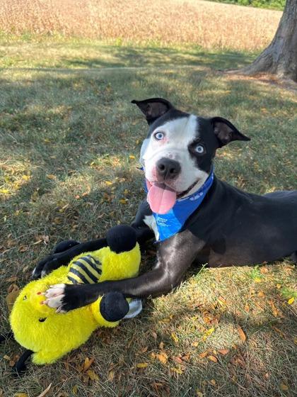 Stiffarm, a Adoptable Mixed Breed in DeKalb, IL image 2/4