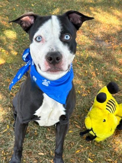 Stiffarm, Adoptable, Adult Male Mixed Breed.