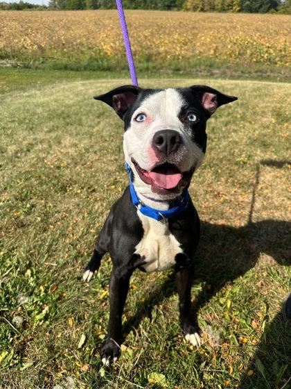 Stiffarm, a Adoptable Mixed Breed in DeKalb, IL image 4/4