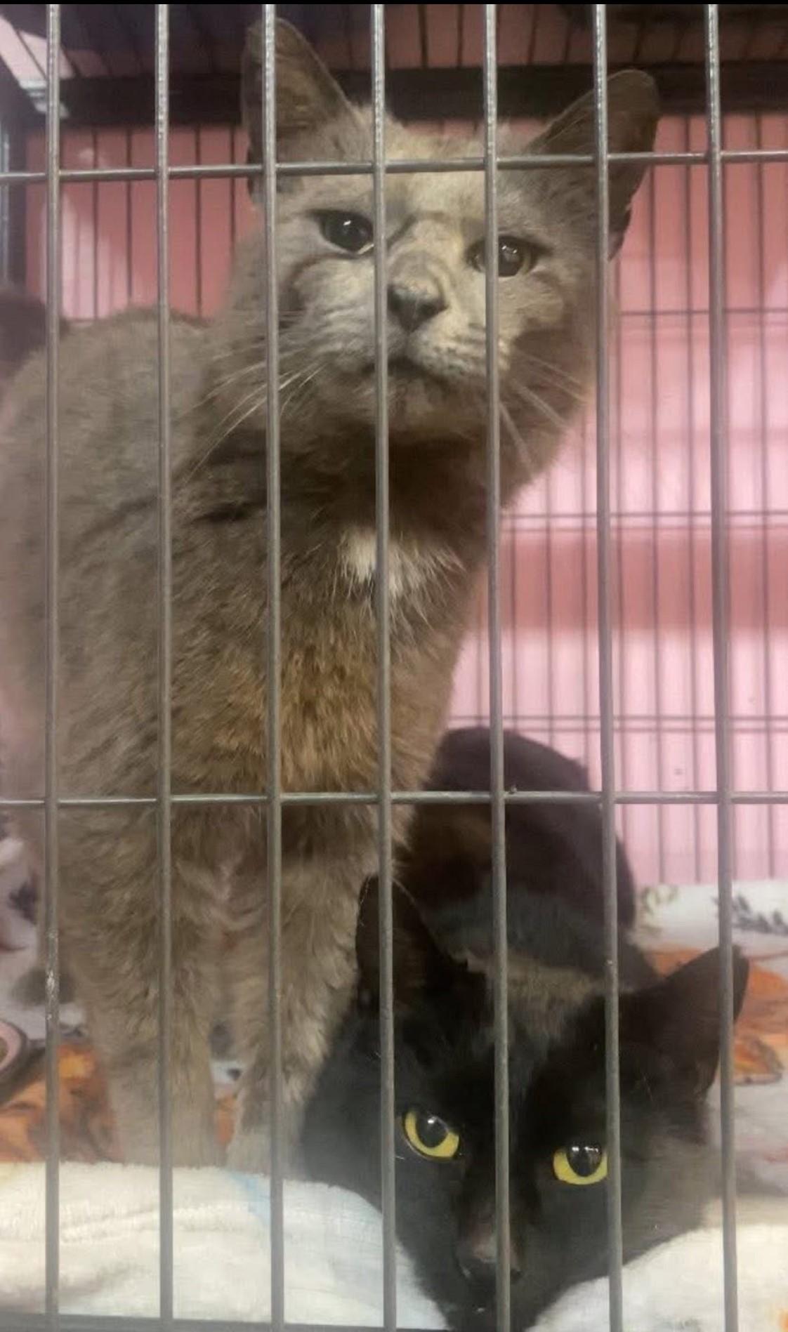 Mavis (Black), Adoptable, Adult Female Domestic Short Hair.