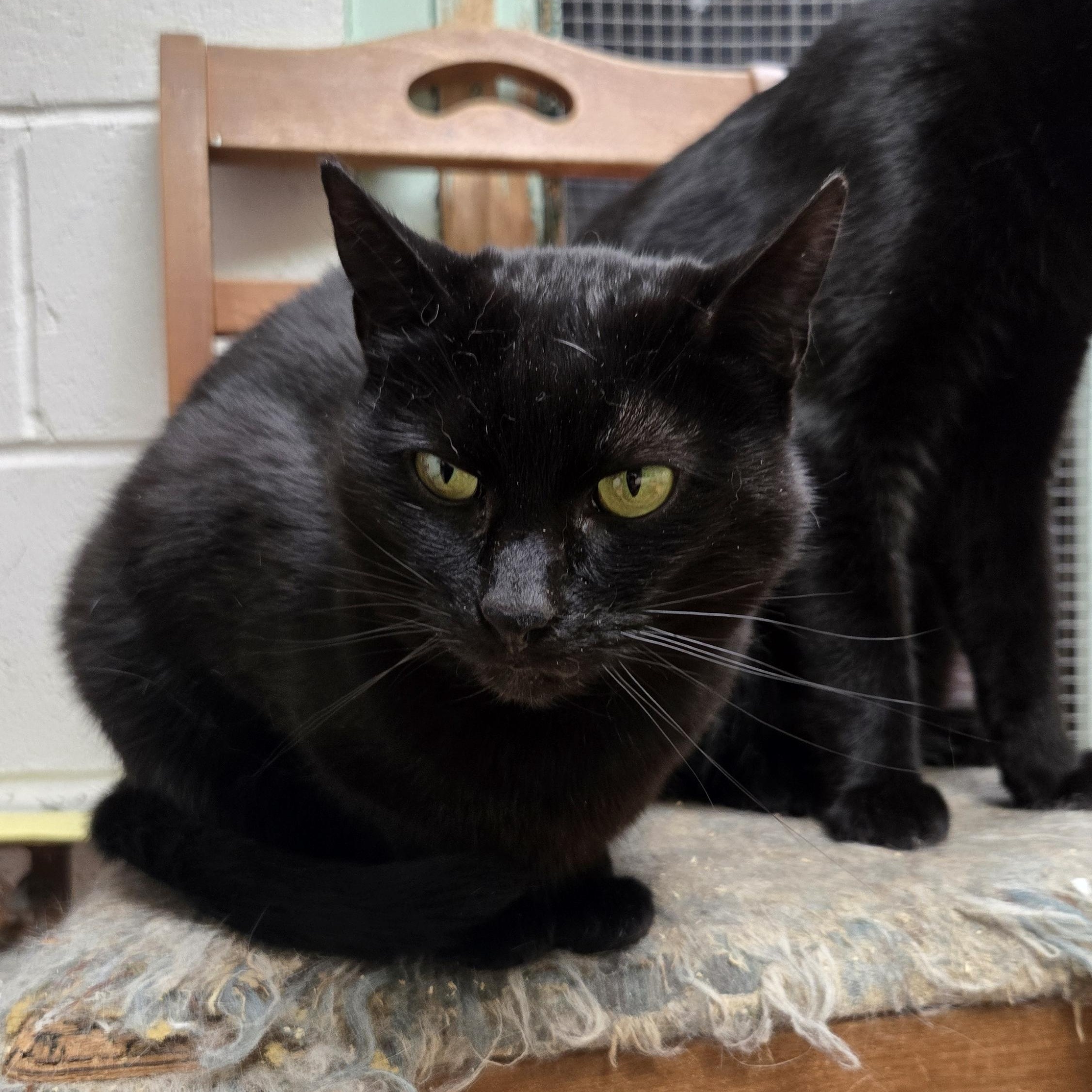 Mavis, Adoptable, Adult Female Domestic Short Hair.