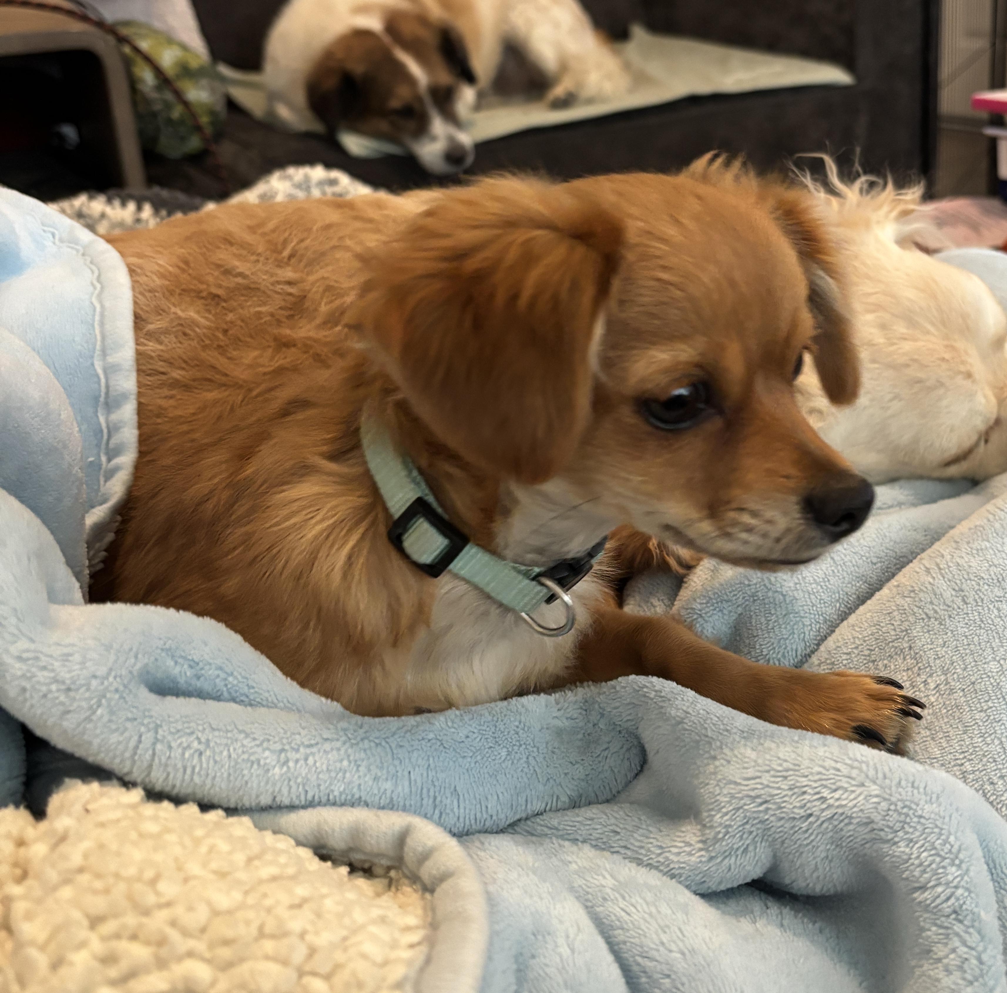 Enlarge Louise, a Adoptable mixed breed in Lancaster, CA image 1/5