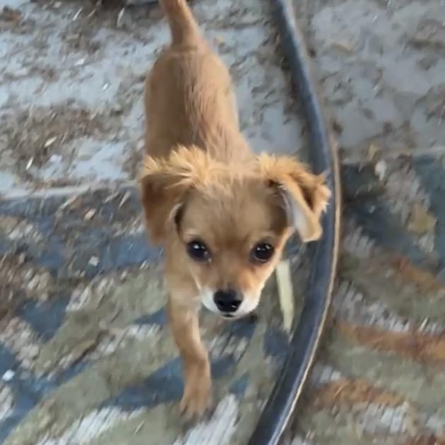Enlarge Louise, a Adoptable mixed breed in Lancaster, CA image 2/5