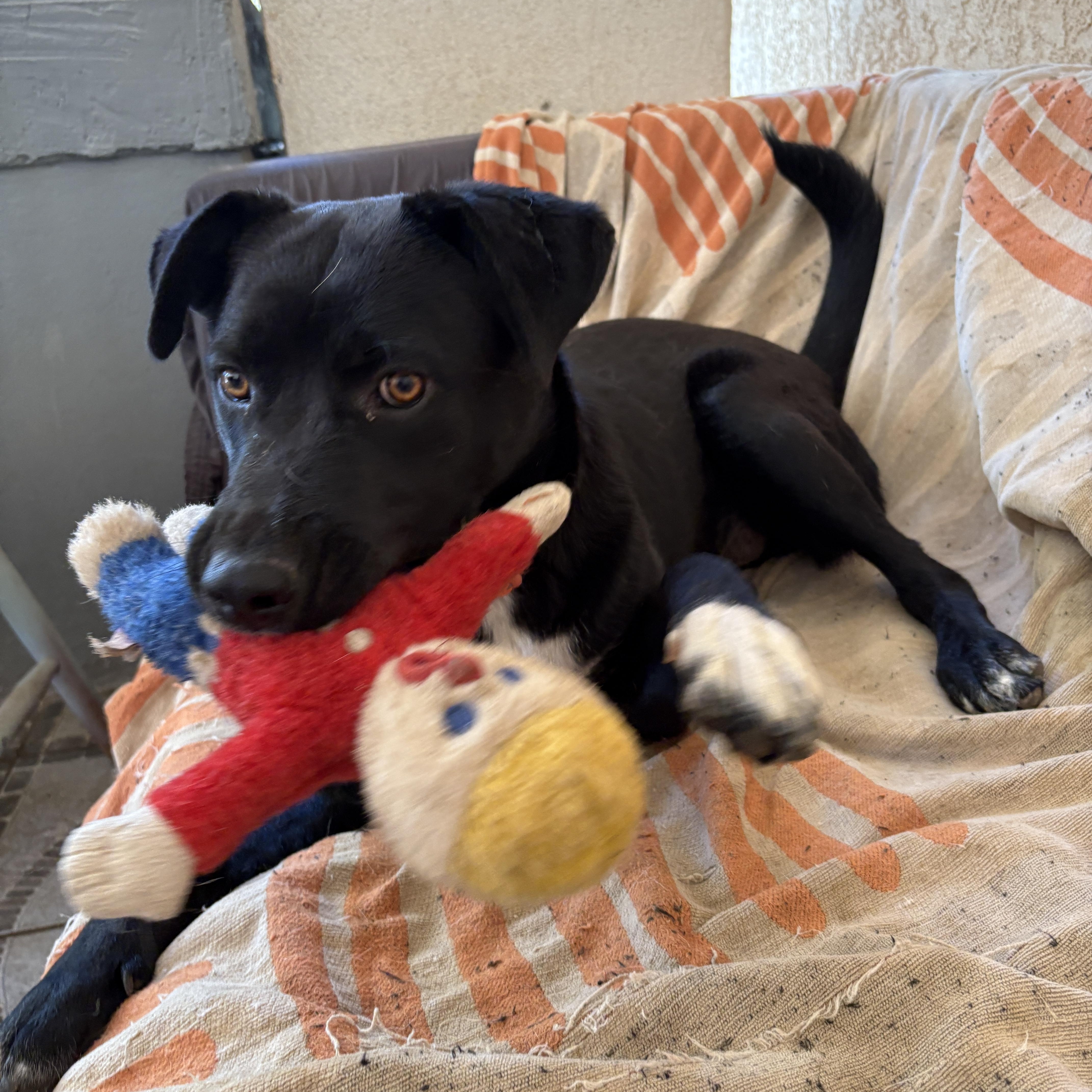 Ruby AKA Black Betty, Adoptable, Young Female Black Labrador Retriever & Black Mouth Cur.