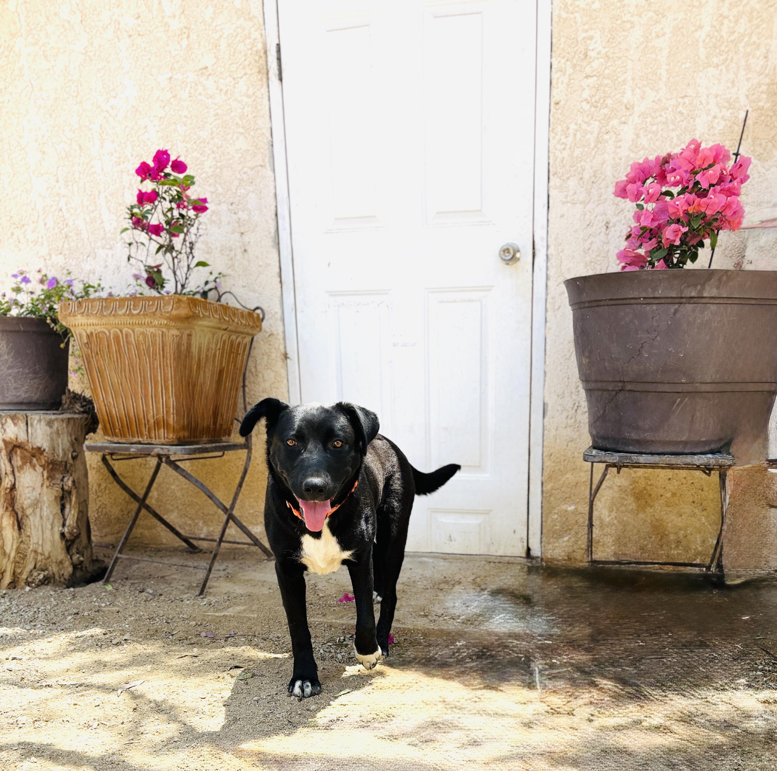 Ruby AKA Black Betty