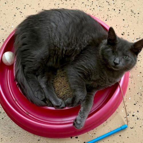 Enlarge Gray, a Adoptable Domestic Short Hair in Elizabeth, IL image 1/6
