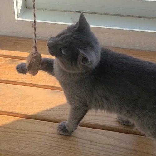 Gray, Adoptable, Kitten Male Domestic Short Hair.