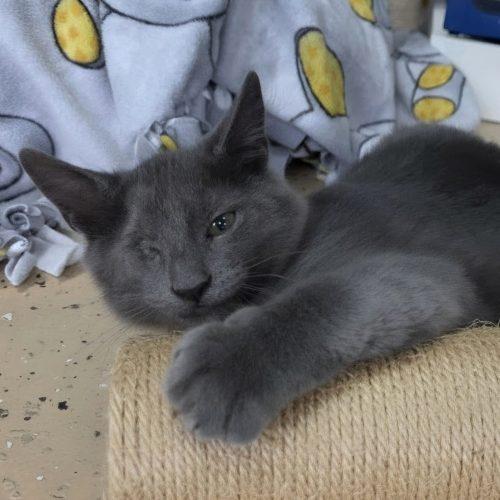 Enlarge Gray, a Adoptable Domestic Short Hair in Elizabeth, IL image 5/6