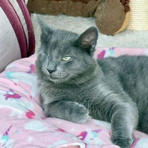 Enlarge Gray, a Adoptable Domestic Short Hair in Elizabeth, IL image 3/6
